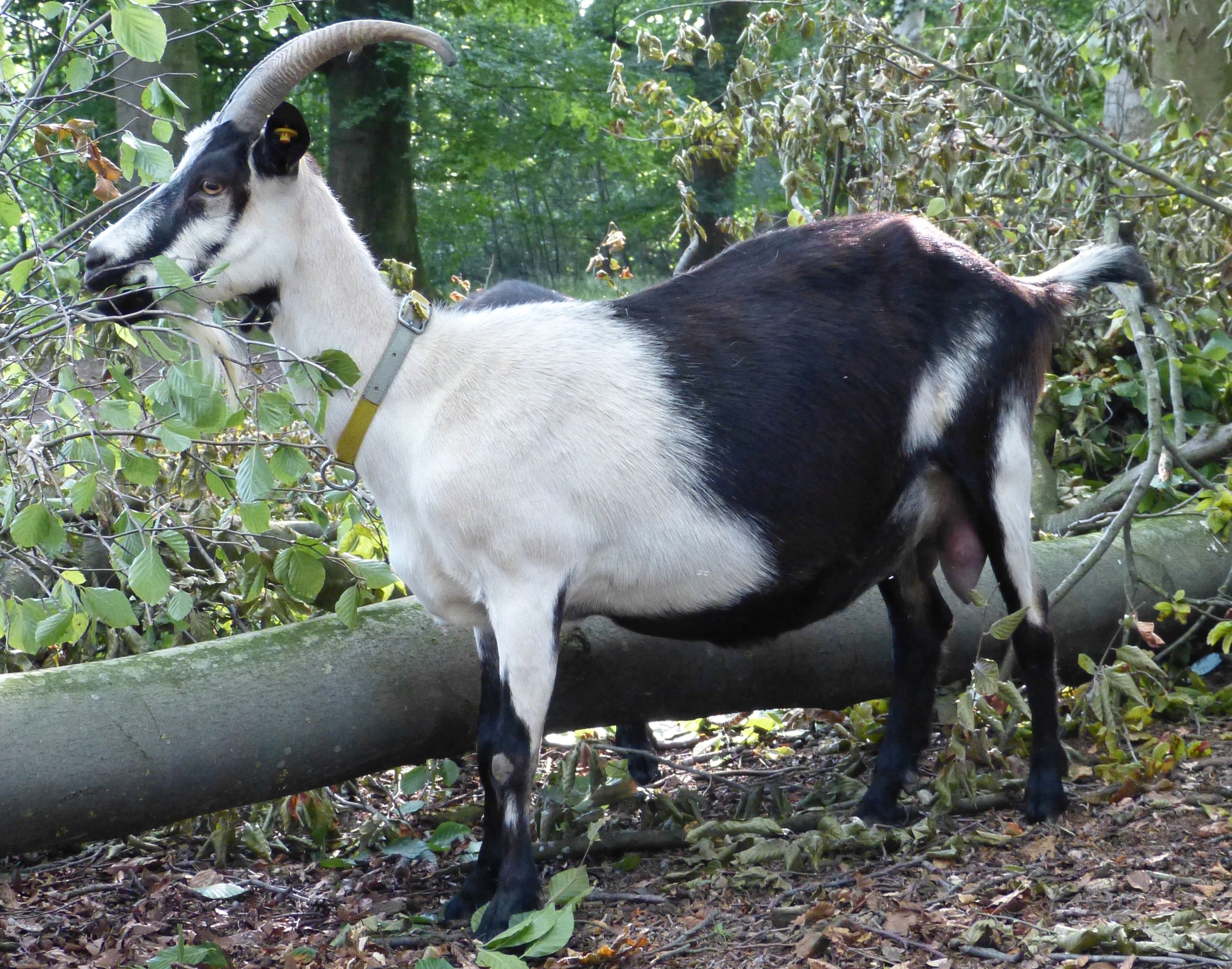 Nicola im Wald